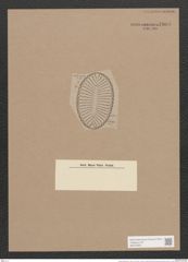 Surirella anfractuosa A. Schm. (de-Toni-Nr.: Genus 53, Species 2396) Zeichnungen Sammlung Grunow Nr. 4803 (NHMW-BOT-W0372953)